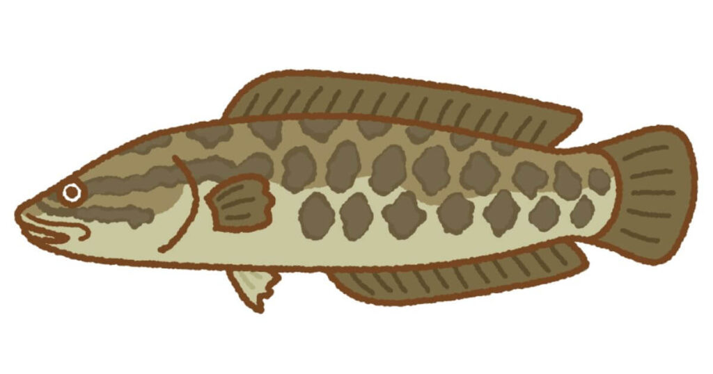 ライギョ